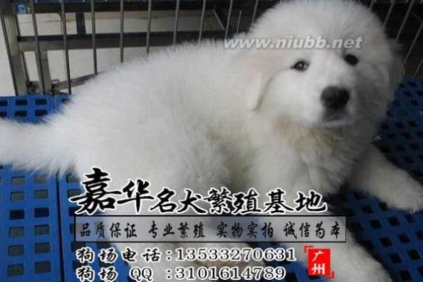 大白熊价格 广州哪里有卖大白熊 大白熊犬价格