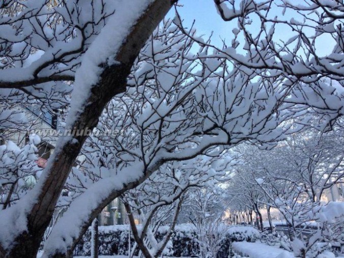 实拍2013年北京最大一场雪，银装素裹似童话世界（图）