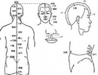 督脉：督脉-督脉，督脉-循行分布_督脉的作用