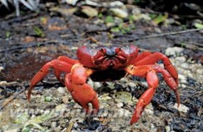 红蟹：红蟹-形态特征，红蟹-生活环境_红蟹