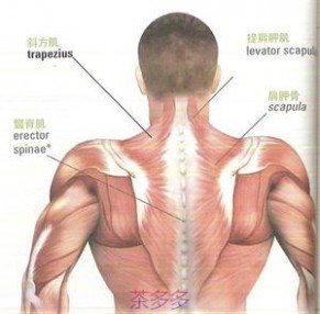 颈部运动 十三个锻炼颈部的动作