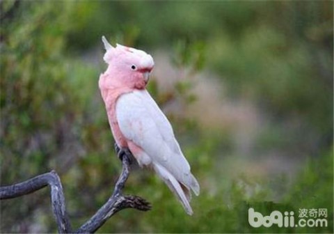 粉红凤头鹦鹉 粉红凤头鹦鹉,粉红凤头鹦鹉价格、粉红凤头鹦鹉多少钱一只、粉红凤头鹦鹉好养吗