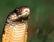 眼镜蛇 眼镜蛇饲养心得—危险而有灵性的生物