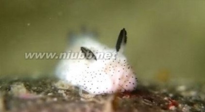 海蛞蝓 海蛞蝓