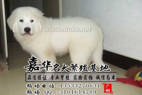 大白熊价格 广州哪里有卖大白熊 大白熊犬价格