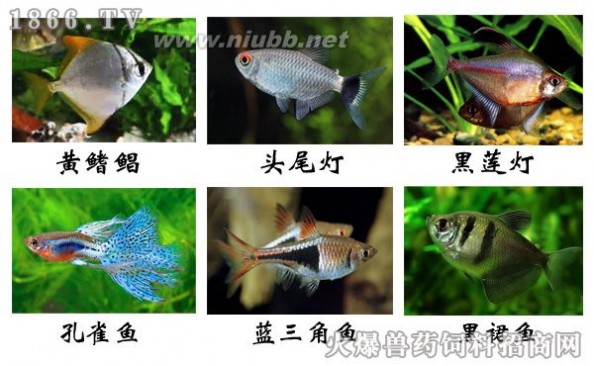 宠物鱼的种类图片 热带淡水观赏鱼种类，热带淡水观赏鱼图片