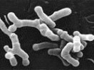 双歧杆菌：双歧杆菌-对肠道的机理及作用，双歧杆菌-对病菌的抑制_双歧杆菌