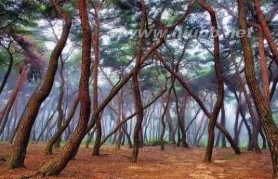 世界六大森林 盘点全球15真实存在的最神秘的森林