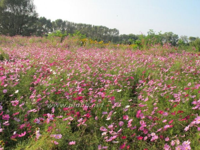 寻找格桑花