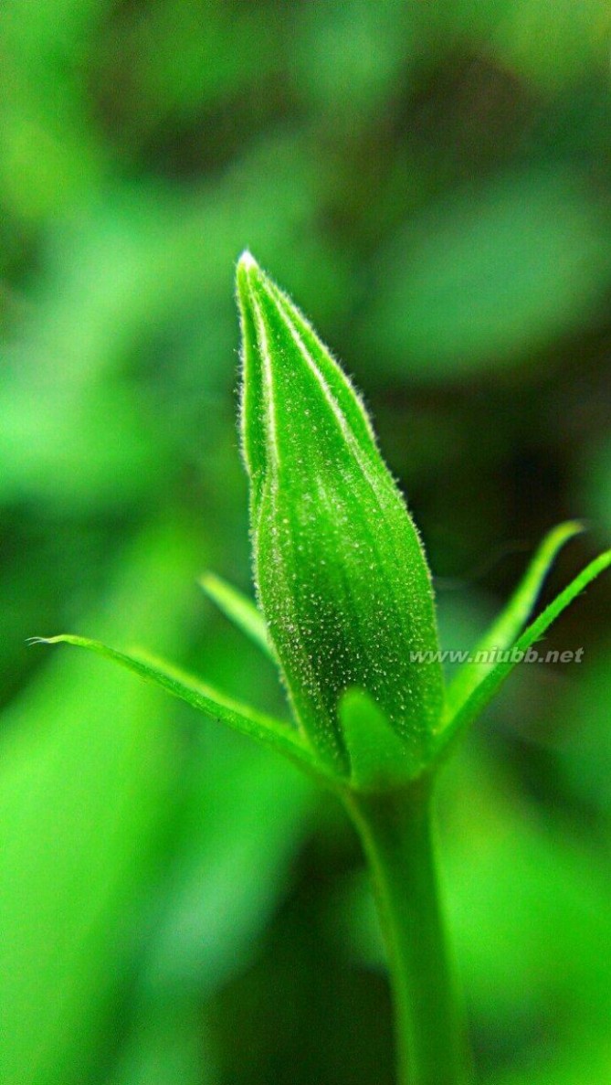 假如我是一棵小草