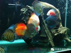 龙吐珠鱼 史上最经典的龙鱼混养及混养配鱼介绍