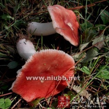 红菇 红菇的营养价值 红菇的作用有哪些