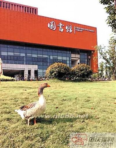 学术猫 中国大学校园神兽排行榜出炉：北大学术猫居首