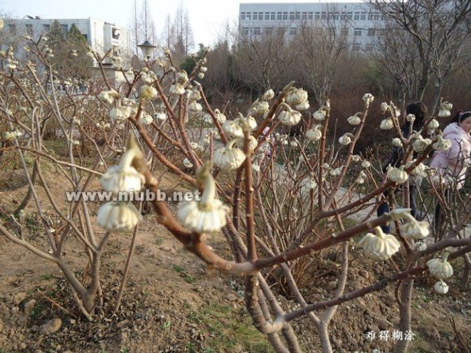 结香花 结香花