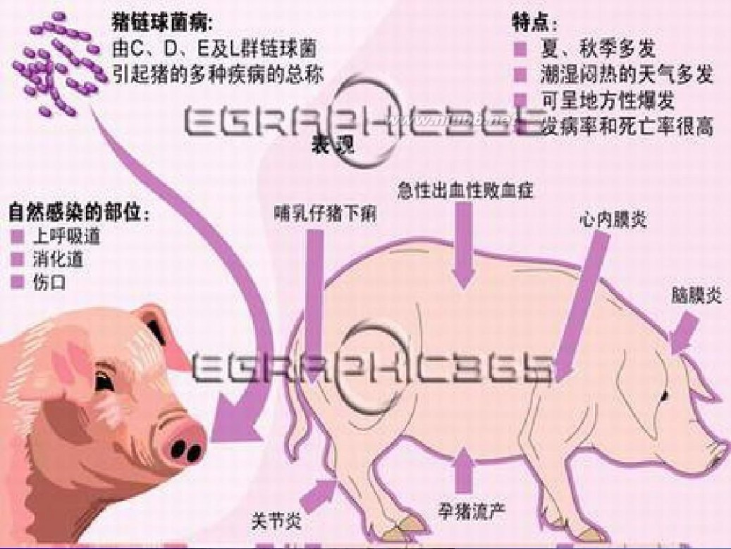 猪链球菌感染 人-猪链球菌感染