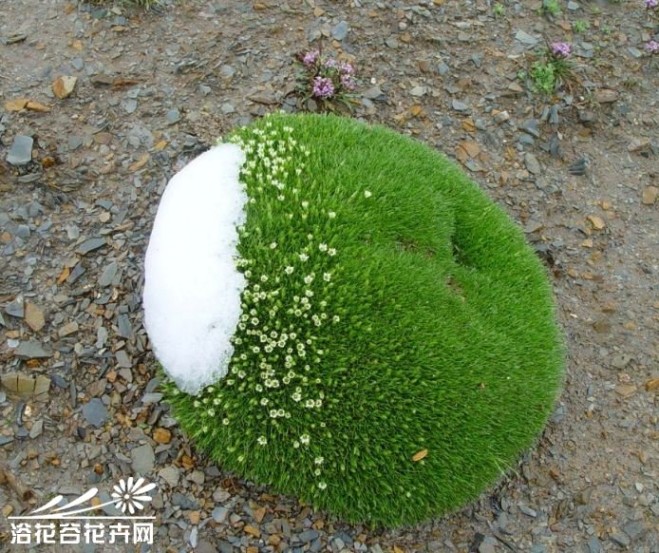 雪灵芝 雪灵芝图片