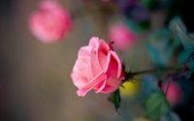 玫瑰[植物物种蔷薇属]：玫瑰[植物物种蔷薇属]-传说，玫瑰[植物物种蔷薇属]-常见误解_玫瑰花茶的颜色