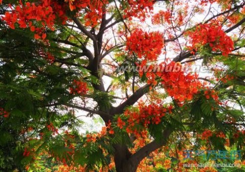 凤凰花 凤凰花的花语是什么？凤凰花花语大全及神话故事（含图片）