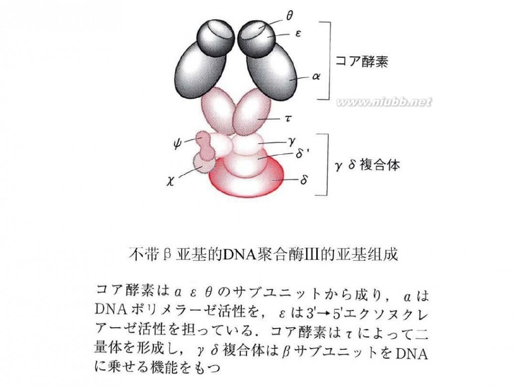 分子生物学课件 现代分子生物学课件-第二章