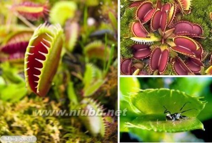 奇特的植物 世上10大最奇特植物