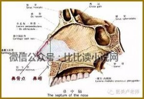 鼻部美学 鼻部的解剖结构