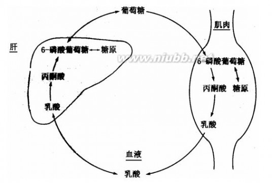 乳酸 乳酸在人体中的去路