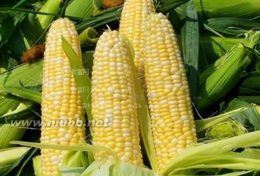 东北粘玉米 早熟优质粘玉米栽培方法，东北粘玉米种植技术