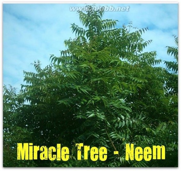 毛囊虫 【Reskin使用感受】治疗痘痘，奇迹的印度Neem树（ 印度苦楝树 ）和毛囊虫