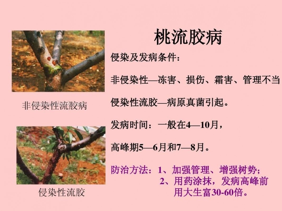 桃树病虫害防治 桃树病虫害防治技术