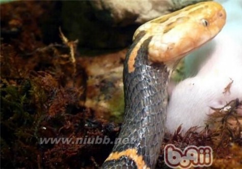 喜玛拉雅白头蛇 喜玛拉雅白头蛇的品种简介