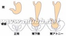 内脏分布图 内脏：内脏-分类，内脏-所含脂肪