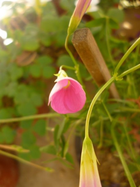 如何种植星星酢？