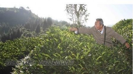 茶细蛾 普洱茶栽培的关键技术