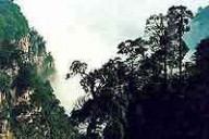 贵州习水中亚热带常绿阔叶林国家级自然保护区：贵州习水中亚热带常绿阔叶林国家级自然保护区-概况，贵州习水中亚热带常绿阔叶林国家级自然保护区-中亚热带常绿阔叶林_亚热带常绿阔叶林