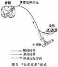 反射：反射-定义，反射-动物反射_反射