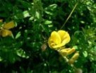 金雀花：金雀花-基本资料，金雀花-植物特征_阳雀花