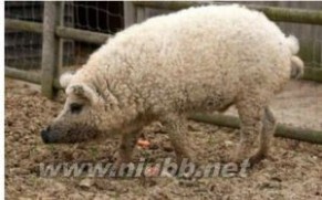 绵羊猪：绵羊猪-简介，绵羊猪- 历史_绵羊