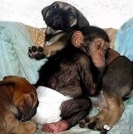 斗牛獒犬 当黑猩猩宝宝遇到斗牛獒犬，奇迹发生了！