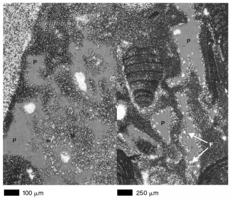 dolomite The geometry and petrogenesis of dolomite hydrocarbon reservoirs-3