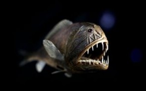 深海琵琶鱼 深海中的七大恐怖生物