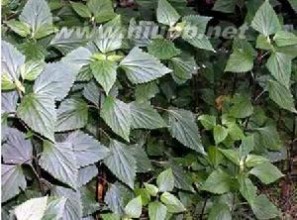 泽兰根 紫茎泽兰：紫茎泽兰-简介，紫茎泽兰-形态