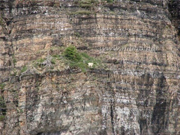 落基山羊 会当凌绝顶，生活在悬崖峭壁的山羊们