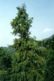 柳杉 柳杉：柳杉-植物形态，柳杉-生长习性