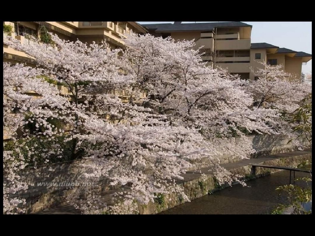 日本樱花图片 日本最美樱花摄影图片精选