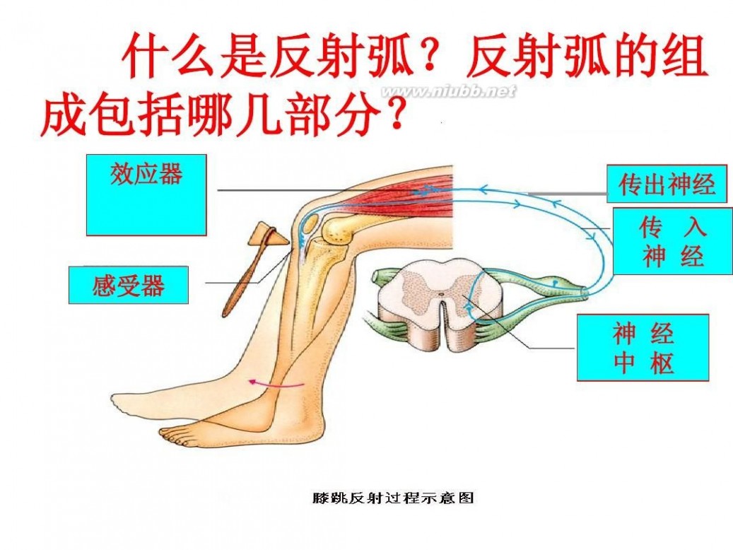 神经调节的基本方式 神经调节的基本方式 人教版