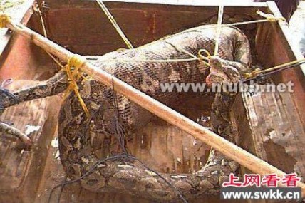 蛇吃人图片 蛇吃人 国外山村巨蟒吞食农妇被村民打死开膛救人(图)