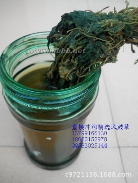 风柜斗草（风谷草）批发销售