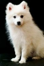 银狐犬：银狐犬-简介，银狐犬-外形特征_银狐狗