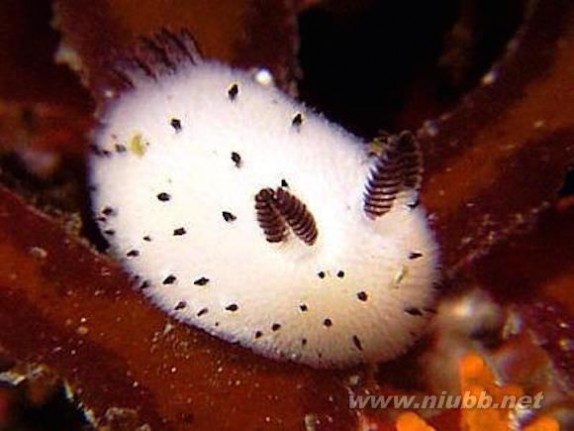海蛞蝓 海蛞蝓