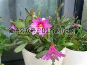 花之舞 落花之舞简介